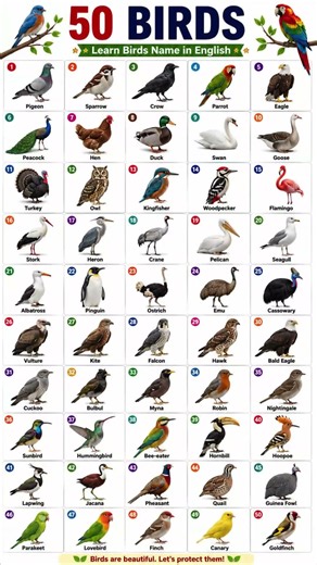 50 Bird Names with Pictures | Learn Birds in English | Educational Chart for Kids #kidslearning