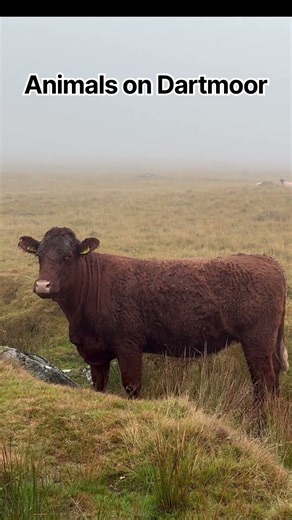 Dartmoor animals, Pony, Cows, Sheep #dartmoor #hiking #nature #devon #walking
