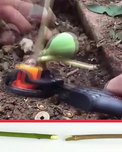 😊 100 % gesundes Paket 👉 https://vigoexpress.de/top/de_master-cut/ 🤔 Pfirsiche, Aprikosen und Pflaumen am selben Baum? ➡ Ja, die Schere Master-Cut wird Ihnen dabei sehr helfen. 💥 50% - ERSPARNIS | Vigoexpress