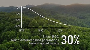 'Insect apocalypse' poses risk to life on Earth: Half of all bugs lost