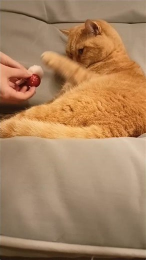 Cat and Christmas ASMR 😻🎄🎧 #viral #cat #christmas #asmr #prettyfunny #fyp