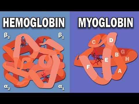 Structure and Functions of Hemoglobin and Myoglobin Video Lecture | Inorganic Chemistry