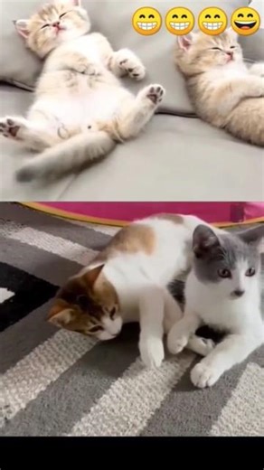 video lucu dan gemesin kucing comel lagi tiduran #kucinglucubandung #cat #funny #kucingbelangtiga