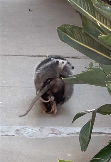 Why Possums Are Precious: Fascinating Facts