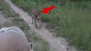 Here are 6 scary lion encounters that gonna shock you In this...