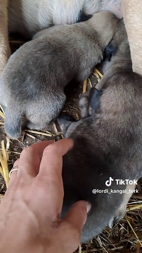 Kurdischer Kangal Hund: Herkunft und Pflege