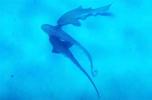 Leopard sharks engaging in a 'threesome' mating ritual captured on video in a scientific first