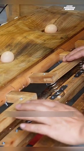 Genius chicken coop hack to protect eggs: a smart farming idea 🐔🥚 #worldcountrysidelifevlog #SmartFarming #ChickenCoopHacks #EggProtection DISCLAIMER NO COPYRIGHT INFRINGEMENT INTENDED. | World Countryside Life Vlog