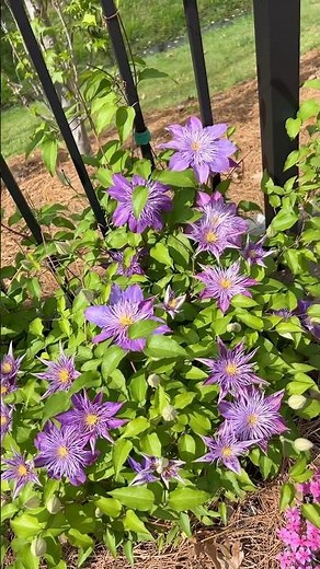 My Clematis Is in Full Bloom