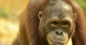 Top 5 Things You Can Do to Save Orangutans from Extinction