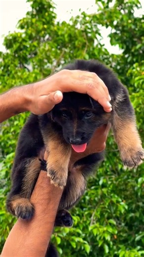8810623046 | German Shepherd Puppy 🐕 | GSD Puppy | Smart, Loyal & Powerful Breed | Available Now
