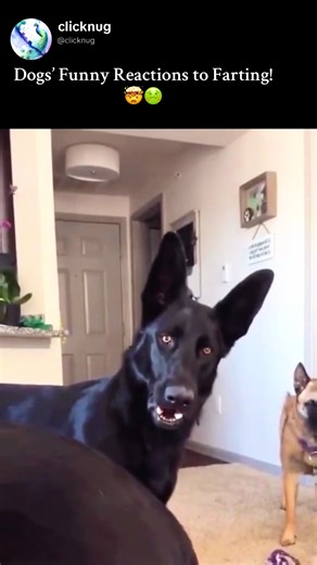 A compilation of dogs reacting to farts in the most unexpected and hilarious ways. From pure confusion to instant regret, these reactions never get old.