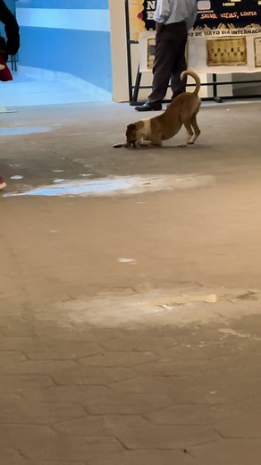 Momentos adorables con perritos jugando