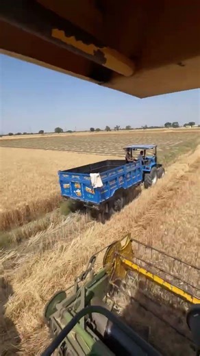 pbw 906 गेहूं gw 555 hi 1683 gehu hi 1687 gehu #farming #trending #viral #new #trends #reels #kisan