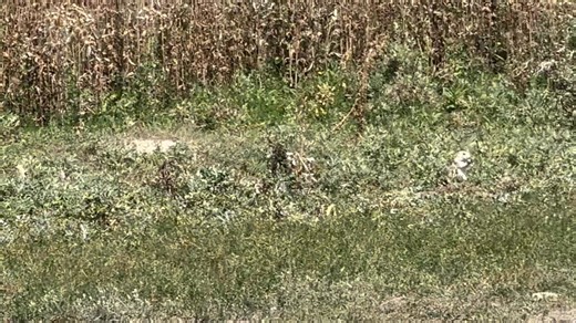 7.7K views · 245 reactions | The prairie dogs were yapping at each other to walk for ol’ Bolt. We did a couple miles at a ranch before he got tuckered out. These lil guys are everywhere! | Meteorologist Ben Cathey | Facebook