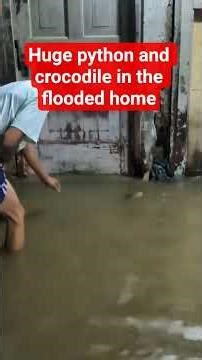 Huge python and crocodile was seen in the flooded home in Indonesia #animals