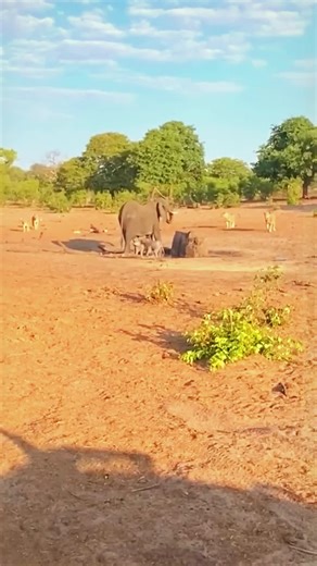 Elephant's Difficult Choice