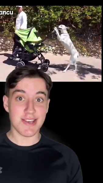 Examples of animals exhibiting human-like behavior