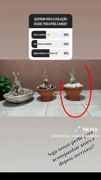 Dona_Fran | Rosas do Deserto no TikTok