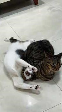 20 Greatest Cat KO Moments | Feline Edition of WWE's RKO! #FunnyCats #CatCompilation #CatsOfYouTube
