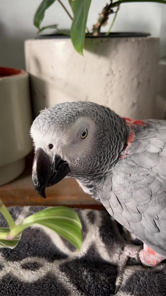 RUBY FARTS NOW!!!! #parrotsoftiktok #africangreyparrot #africangrey