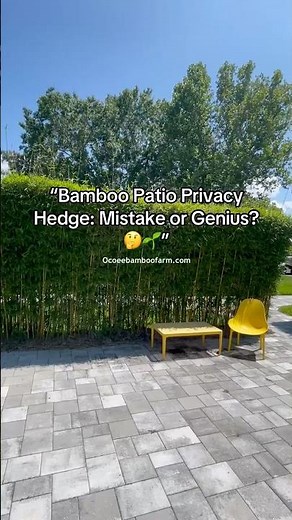Everyone Says This Bamboo Will Destroy My Yard… But Does It Really? 🌿 Clumping Bamboo Privacy Hedge