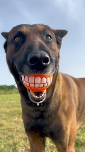 🏀Funny Ball / Link in Bio🏀 #ball #dogball #dog #doglovers #malinois #funnydogs #aliexpress #tiktokmademebuyit #staninours #staninoursviral | Inspector Gadget