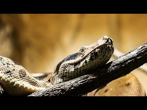 Woman calls 911 with boa constrictor 'stuck to her face'