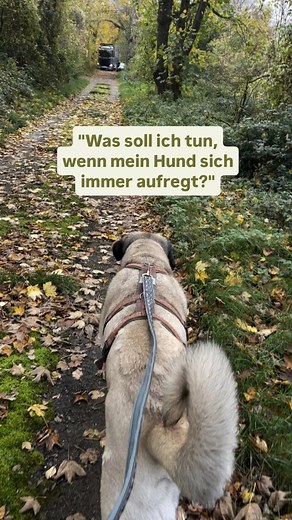 ❌ Anstatt dich zu fragen, was du tun sollst, wenn dein Hund sich aufregt... ✅ Frage dich lieber, was du tun sollst, wenn der Hund sich noch nicht aufregt! Wenn man Aufmerksamkeit dahin gibt, was richtig und erwünscht ist, kreiert man mehr davon. Sprich: Aufmerksamkeit nur bei unerwünschtem Verhalten (durch z.B. Korrigieren oder Beruhigungsstreicheln) wird davon zwangsläufig mehr kreiert. ✨ Wenn du mehr darüber wissen möchtest, wie du deinen Hund in jeder Situation besser verstehst, entdecke hier