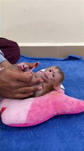 Cute Newborn Baby Monkey Ronaldo & Selena