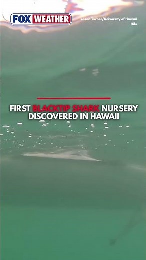Blacktip shark baby in Hawaii