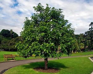Brachychiton acerifolius - Alchetron, the free social encyclopedia