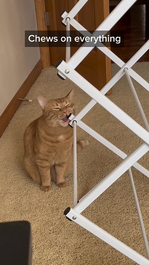 Dumb Orange Cat Meme Compilation | Cat TikTok Videos