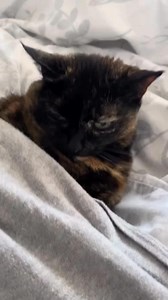 64K views · 1.5K reactions | What in the zombie apocalypse is going on?! #funnyreels #humor #cat #FunnyCats #catlover | Gangstacats | Facebook