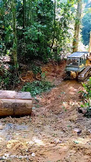 Proses Penarikan Kayu di Kalimantan