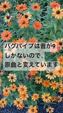 見知らぬ糸/スピッツ バグパイプ演奏 #spitz #見知らぬ糸 #スピッツ #新曲 #Tシャツが乾くまで #蒼井優 #TBS #bagpipes