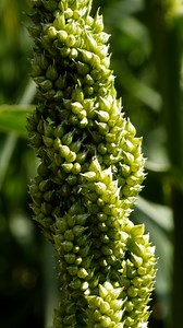 21K views · 565 reactions | Seed sorghum: mulch, cover crop, and chicken feed, all in one. #permaculture #sorghum #sorghumbicolor #covercrop #buildsoil #growfood #droughttolerant #regenerativeagriculture | Discover Permaculture with Geoff Lawton | Facebook