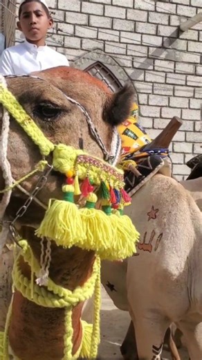 ما شاء الله تبارك الله 🐫😍 شغل وين ده الشعب #الحضرمي♥️💚🤍💙🦌 عسى الفرج من الله للمسلمين 🫶🙂🙏🕋 عادات وتقاليد الشعب #الحضرمي🐫 نحن الحضارم جيل ورا جيل متمسكين بها من قديم الزمان وعبر التاريخ والحضارة الإسلامية زيارة الحبيب نبي الله هود عليه السلام #حضرموت تاريخ محفور على صفحات الزمن🐫😍♥️🇾🇪🇸🇦💚 بغيت تعرف ده الجمال الحضرمي الخالد الفن وتزين الجمال والتراث الشعبي الثقافي ماحد كمانا نحن #الحضارم نفوز 👏👏👏 #حضرموت لها رجال دوله حضرموتنا بلاد العلم والعلماء حضرموت الرائده في نشر الدين الاسل