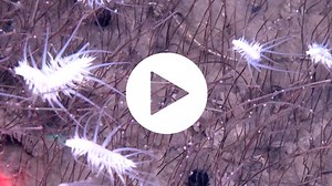 The ocean's deepest animal ecosystem