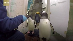 447K views · 8.1K reactions | Weighing penguins can be a challenge for zoo keepers. Sometimes the seabirds wait their turn, but other times they hop right over the scale or jump on two at a time. The penguins at the Milwaukee County Zoo are weighed once a month to monitor their health. Keepers use a tiny fish known as capelin as a treat for good behavior. | CGTN | Facebook