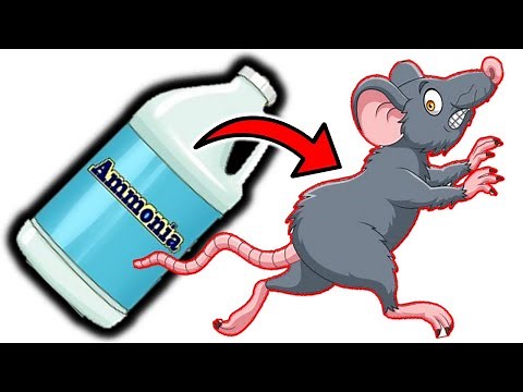 Eliminate Rats for Good: Ammonia as Your Secret Weapon