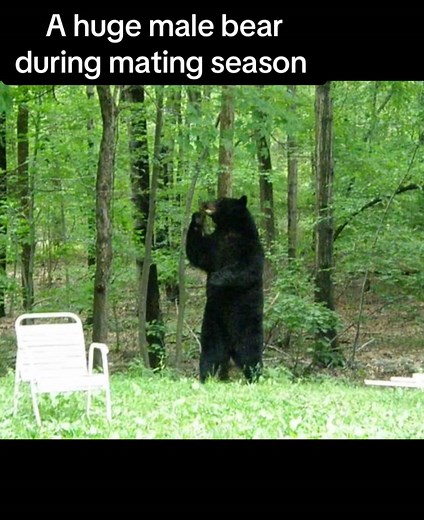 Male Black Bear Courtship Behavior Revealed