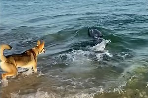 Curious Dolphin Swims Close To Shore And Plays With Dog