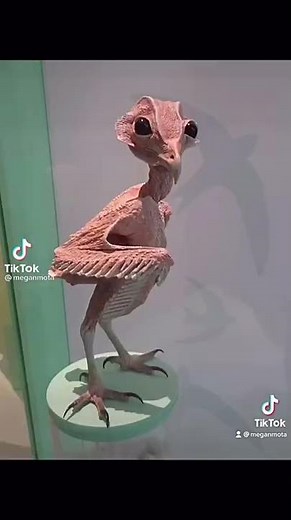 What an owl looks like without feathers 😳