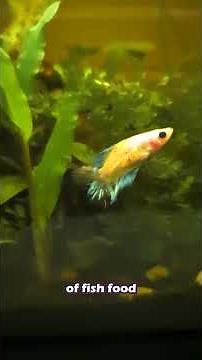 Fishless Cycle - Nitrogen Cycle