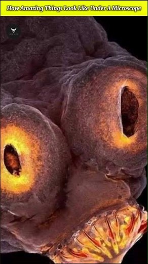 How Amazing Thing Look Like Under Microscope