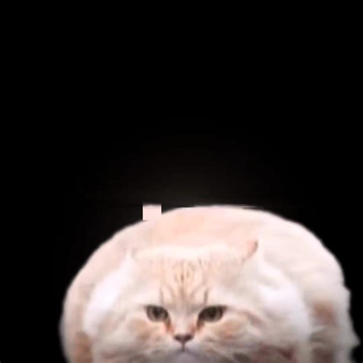 Flying Spinning Cat meme 🤣🔥😮‍💨 | Flying Spinning Cat Edit | Ib: @Des @gigasethh #spinningcat #flyingcat #viral #fyp #foryoupagе