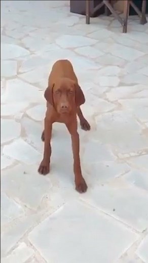 funniest Vizsla dog videos vizsla puppies #vizslapuppies #vizsladog