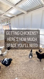 67K views · 3.8K reactions | Happy chickens need space! Here’s how...
