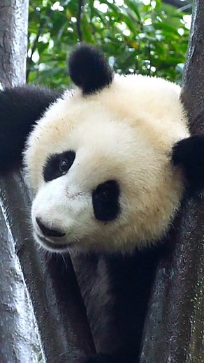 Rejoignez WWF dans la lutte pour les espèces menacées de notre planète. | WWF-Belgium